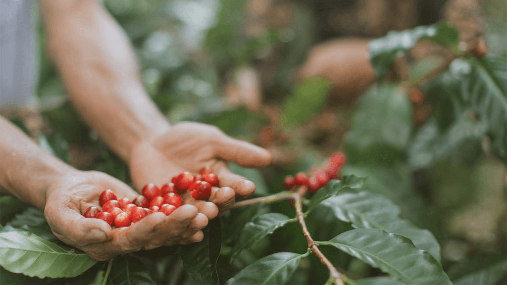 Tanamera Coffee promotional banner