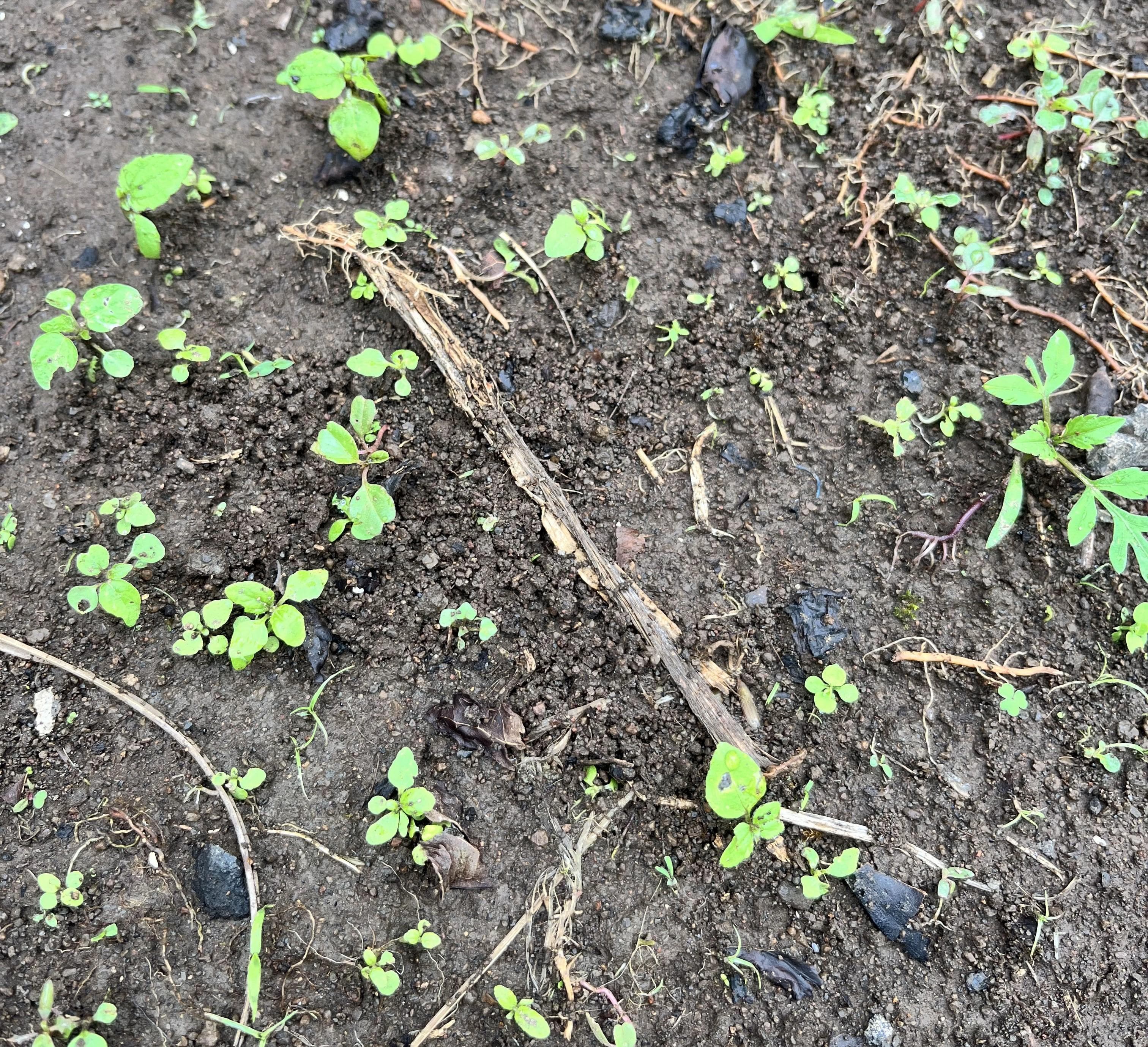 Image NewsNSWW000004