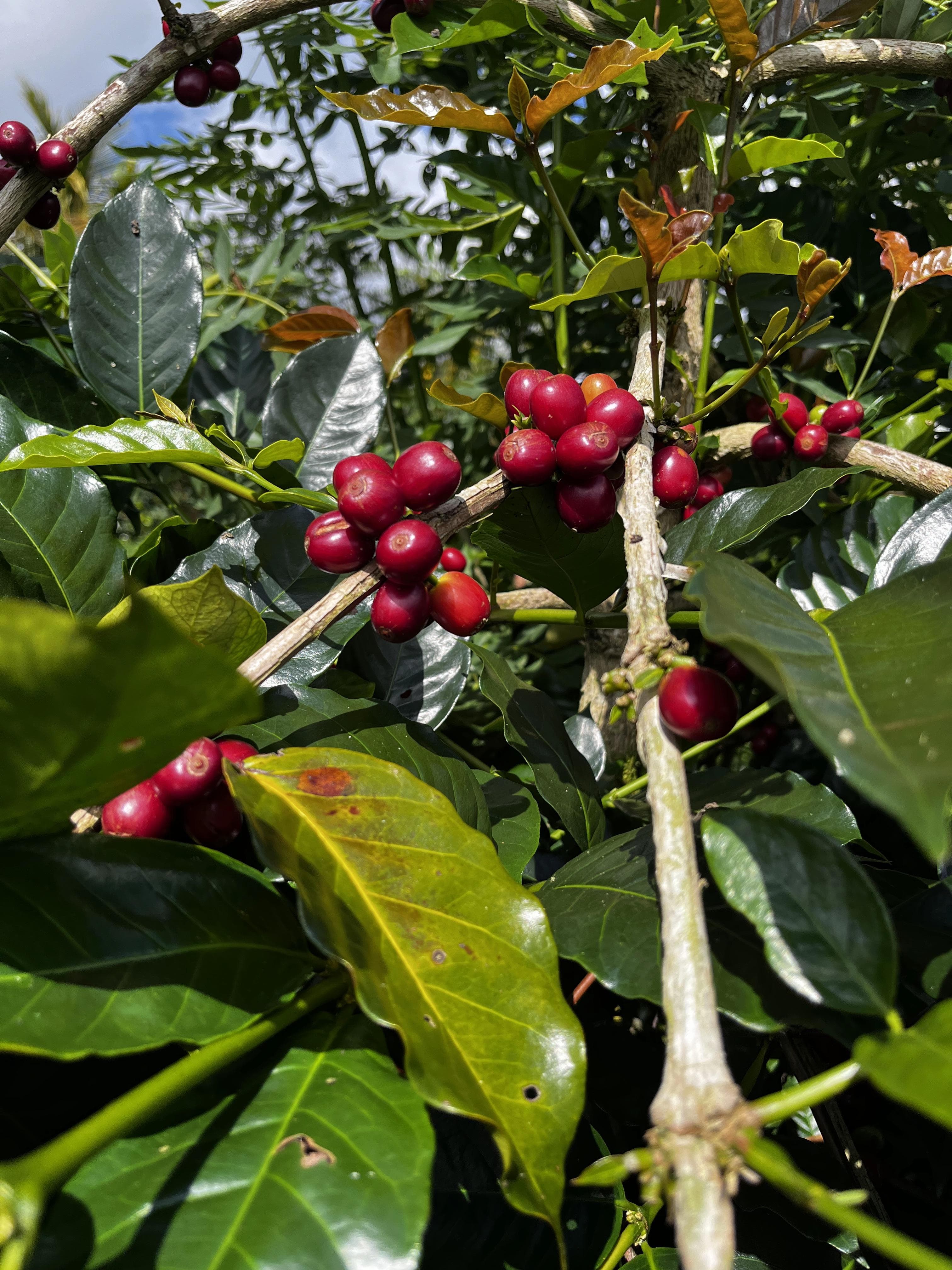 Image NewsNSWW000003