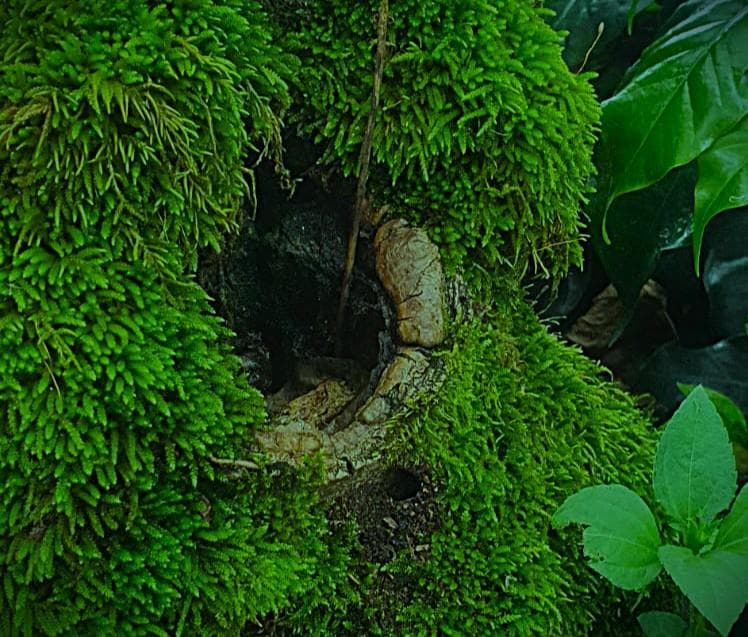 Chemical-Free Farming